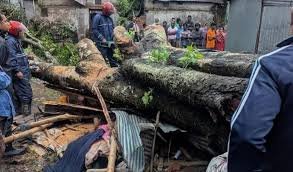 বগুড়ায় ঝড়ে পড়া গাছ সরাতে গিয়ে একব্যক্তির মৃত্যু